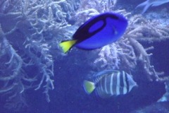 DSCF1619