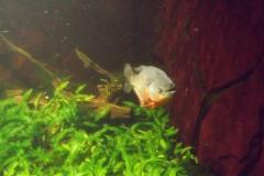 DSCF1624