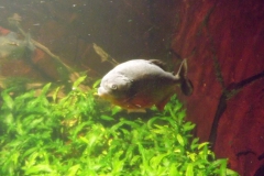 DSCF1625
