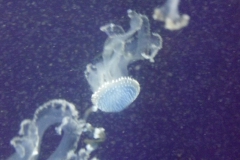 DSCF1627