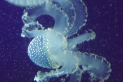 DSCF1628