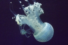 DSCF1629
