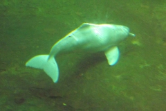 DSCF1633