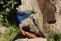 DSCF1637