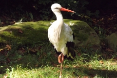 DSCF1652