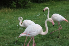 Flamingos im Tierpark Bochum
