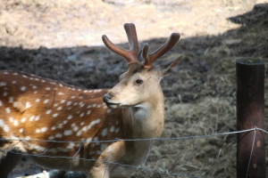 2020 - Wildpark Daun